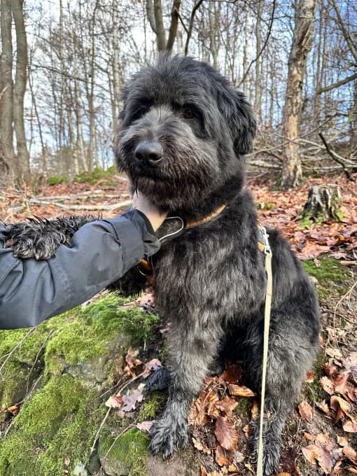 Luna,  Mixed Breed for adoption at Eifelhof Frankenau (BMT) — photo 4 of 7