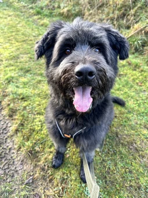 Luna,  Mixed Breed for adoption at Eifelhof Frankenau (BMT) — photo 5 of 7