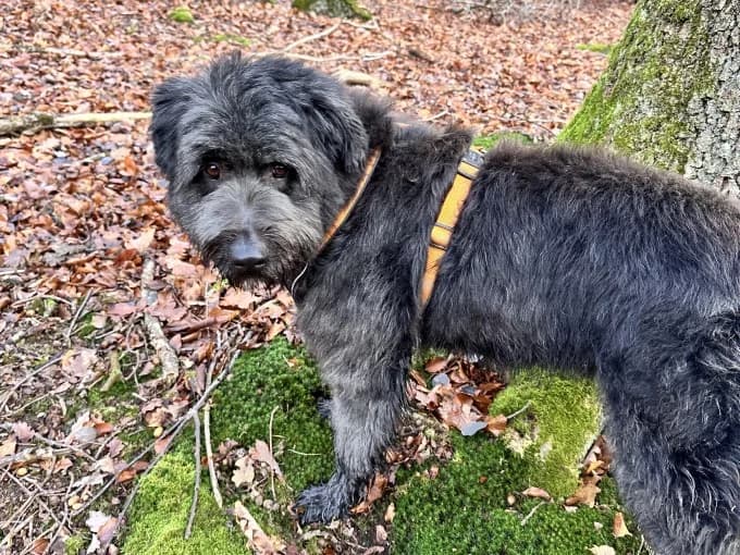 Luna,  Mixed Breed for adoption at Eifelhof Frankenau (BMT) — photo 6 of 7