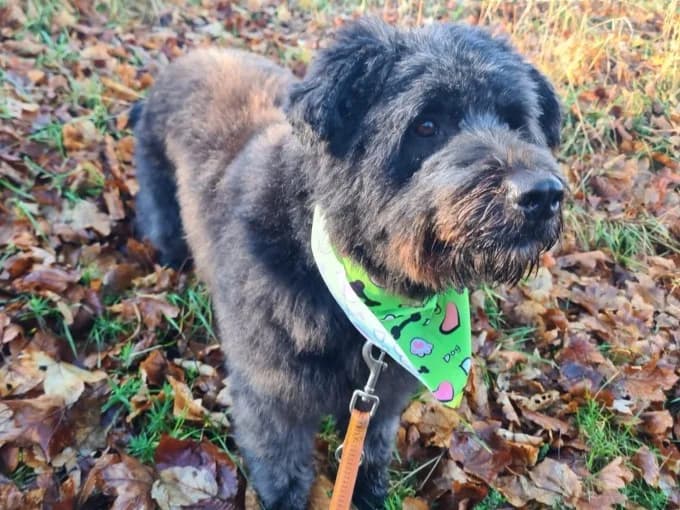 Luna,  Mixed Breed for adoption at Eifelhof Frankenau (BMT) — photo 7 of 7