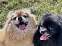 Lilly und Jiff, schwarz male senior Pomeranian for adoption at Eifelhof Frankenau (BMT)