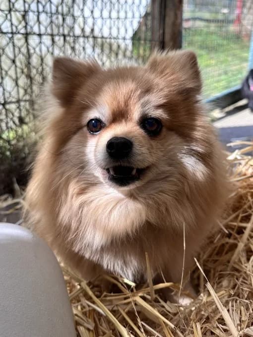 Lilly und Jiff, male Pomeranian for adoption at Eifelhof Frankenau (BMT) — photo 2 of 6