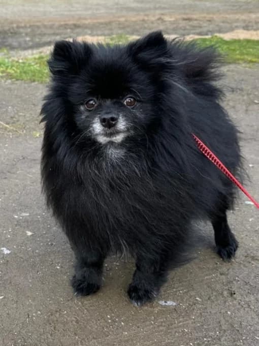 Lilly und Jiff, male Pomeranian for adoption at Eifelhof Frankenau (BMT) — photo 3 of 6