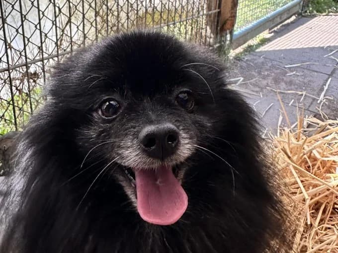 Lilly und Jiff, male Pomeranian for adoption at Eifelhof Frankenau (BMT) — photo 4 of 6
