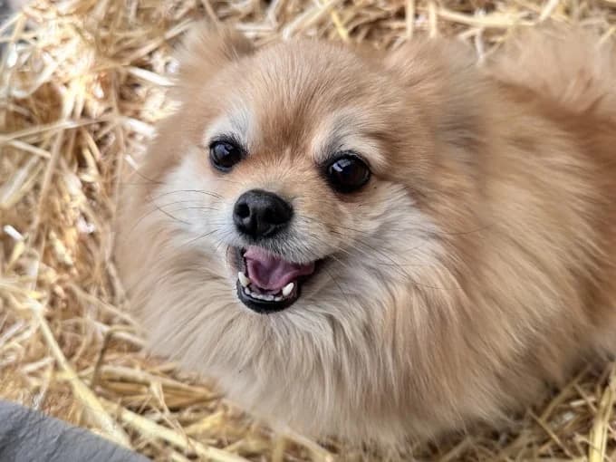 Lilly und Jiff, male Pomeranian for adoption at Eifelhof Frankenau (BMT) — photo 5 of 6