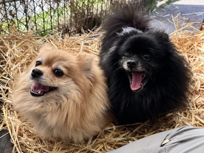 Lilly und Jiff, male Pomeranian for adoption at Eifelhof Frankenau (BMT) — photo 6 of 6