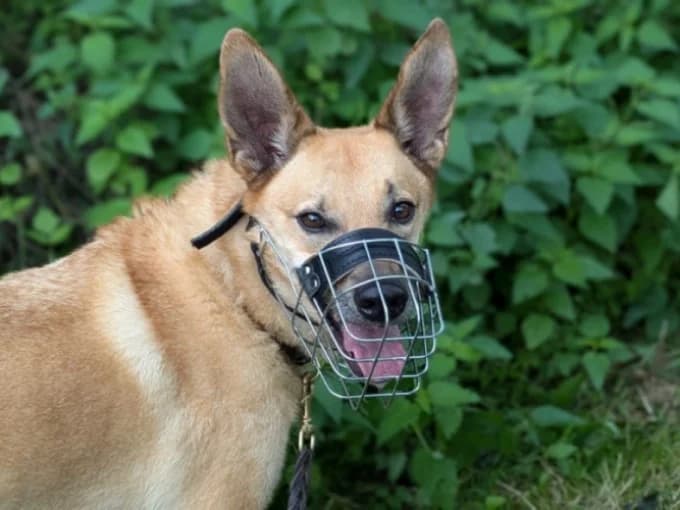 Müsli, male Mixed Breed for adoption at Eifelhof Frankenau (BMT) — photo 2 of 7