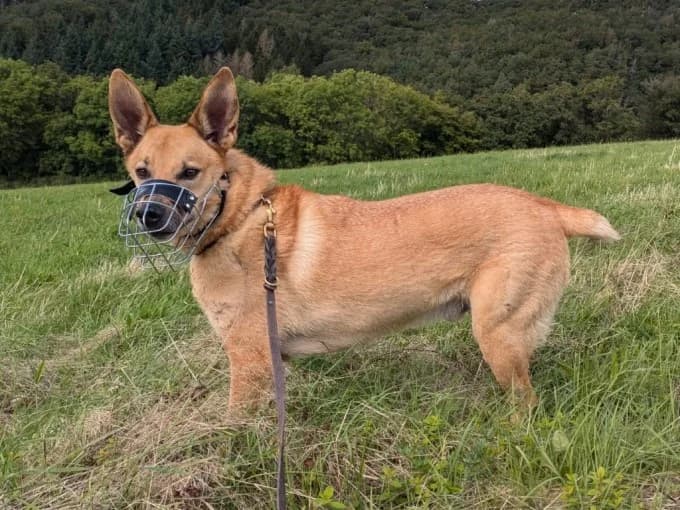 Müsli, male Mixed Breed for adoption at Eifelhof Frankenau (BMT) — photo 3 of 7