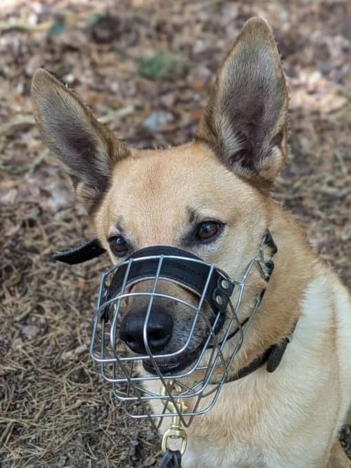 Müsli, male Mixed Breed for adoption at Eifelhof Frankenau (BMT) — photo 4 of 7