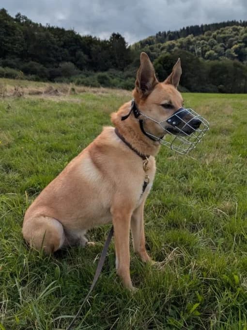 Müsli, male Mixed Breed for adoption at Eifelhof Frankenau (BMT) — photo 5 of 7