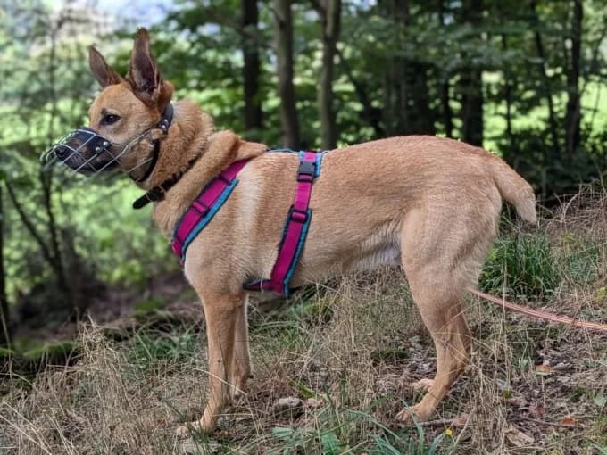 Müsli, male Mixed Breed for adoption at Eifelhof Frankenau (BMT) — photo 6 of 7