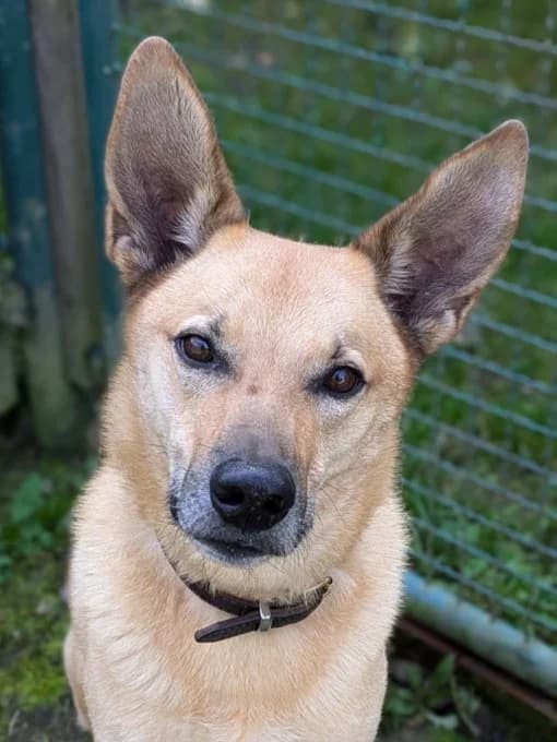 Müsli, male Mixed Breed for adoption at Eifelhof Frankenau (BMT) — photo 7 of 7