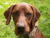 Oskar, male 6yo Vizsla for adoption at Eifelhof Frankenau (BMT)