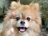 Otto, male young Pomeranian for adoption at Eifelhof Frankenau (BMT)