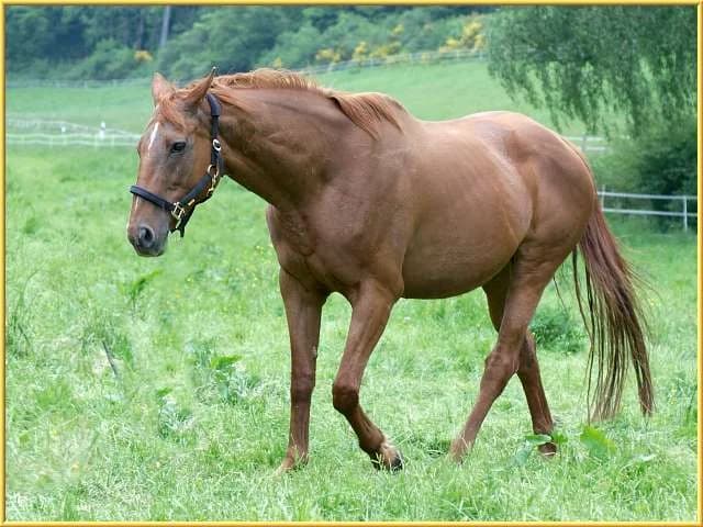 Perle,  mixed breed for adoption at Eifelhof Frankenau (BMT) — photo 2 of 5