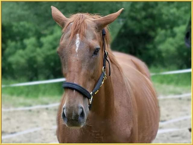 Perle,  mixed breed for adoption at Eifelhof Frankenau (BMT) — photo 3 of 5