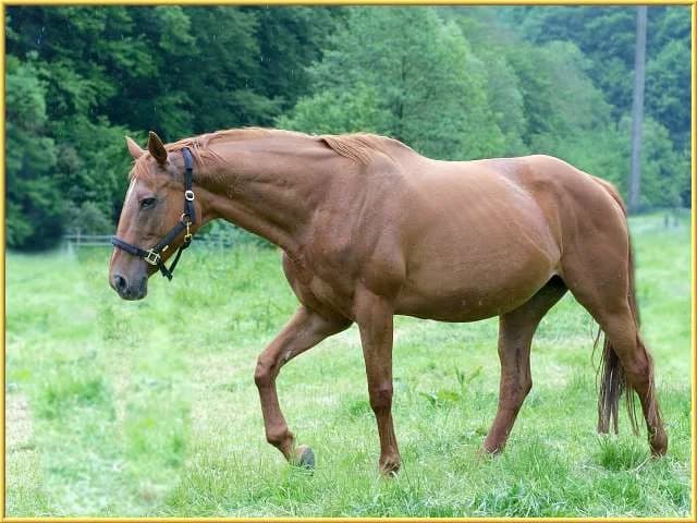 Perle,  mixed breed for adoption at Eifelhof Frankenau (BMT) — photo 4 of 5