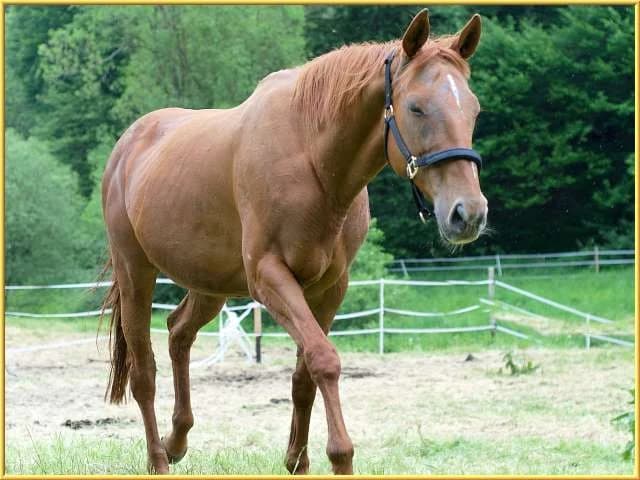 Perle,  mixed breed for adoption at Eifelhof Frankenau (BMT) — photo 5 of 5