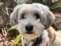 Ronny (reserviert), male mixed breed for adoption at Eifelhof Frankenau (BMT)