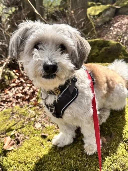 Ronny, male mixed breed for adoption at Eifelhof Frankenau (BMT) — photo 2 of 6