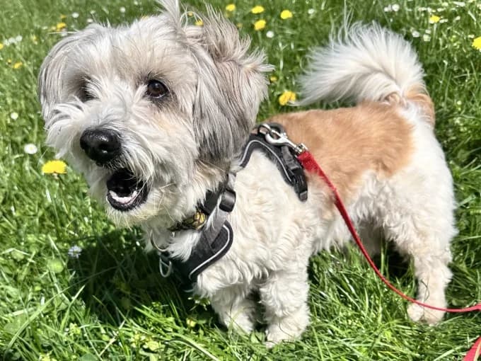 Ronny, male mixed breed for adoption at Eifelhof Frankenau (BMT) — photo 3 of 6
