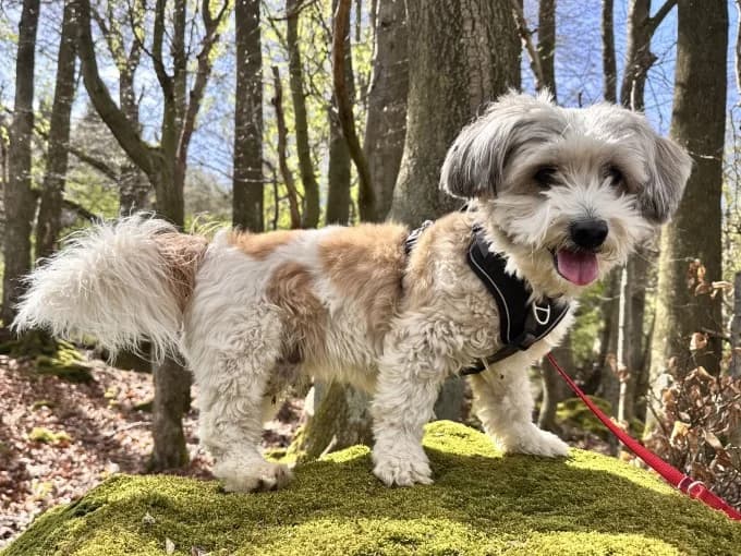 Ronny, male mixed breed for adoption at Eifelhof Frankenau (BMT) — photo 4 of 6
