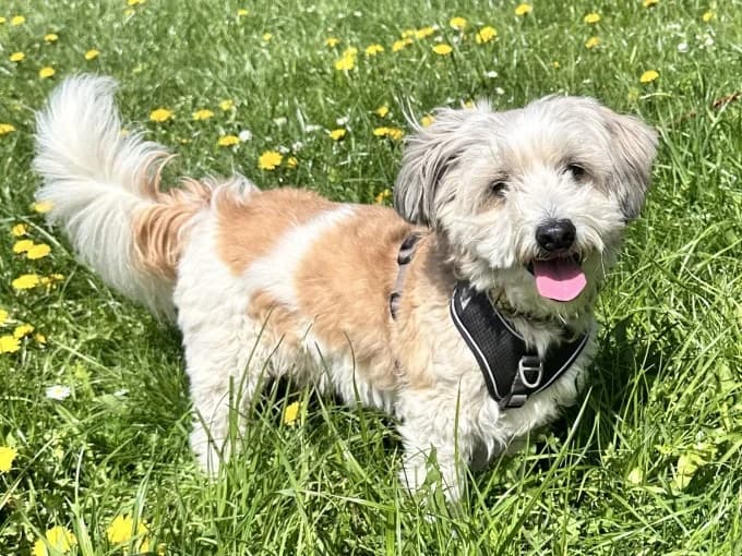 Ronny, male mixed breed for adoption at Eifelhof Frankenau (BMT) — photo 5 of 6
