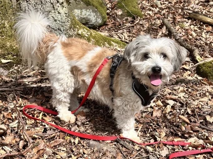 Ronny, male mixed breed for adoption at Eifelhof Frankenau (BMT) — photo 6 of 6
