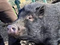 Sam, male 5yo Mixed Breed for adoption at Eifelhof Frankenau (BMT)