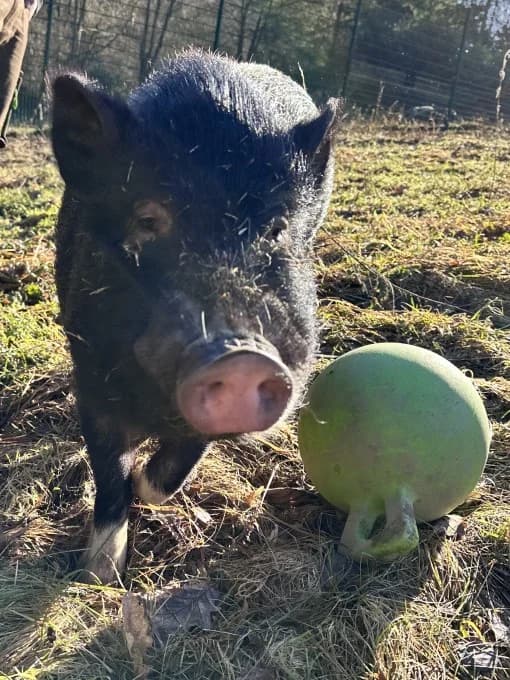 Sam, male Mixed Breed for adoption at Eifelhof Frankenau (BMT) — photo 2 of 6