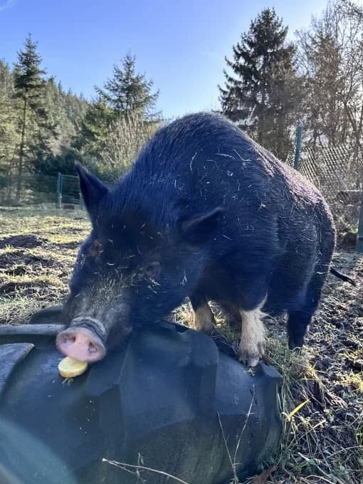 Sam, male Mixed Breed for adoption at Eifelhof Frankenau (BMT) — photo 3 of 6