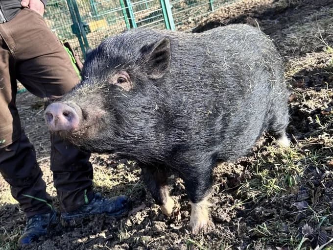 Sam, male Mixed Breed for adoption at Eifelhof Frankenau (BMT) — photo 4 of 6