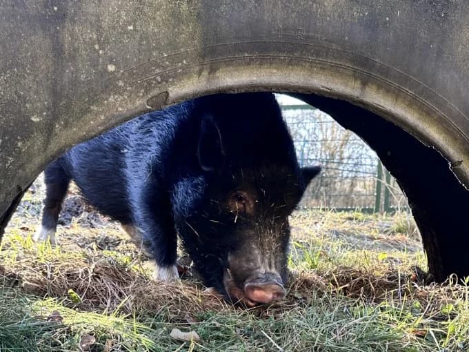Sam, male Mixed Breed for adoption at Eifelhof Frankenau (BMT) — photo 5 of 6