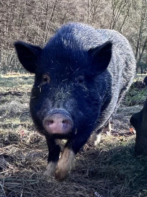 Sam, male Mixed Breed for adoption at Eifelhof Frankenau (BMT) — photo 6 of 6