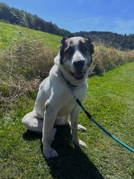 Smilla,  mixed breed for adoption at Eifelhof Frankenau (BMT) — photo 2 of 7