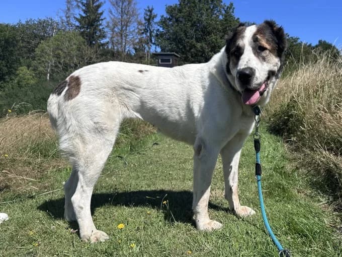 Smilla,  mixed breed for adoption at Eifelhof Frankenau (BMT) — photo 3 of 7