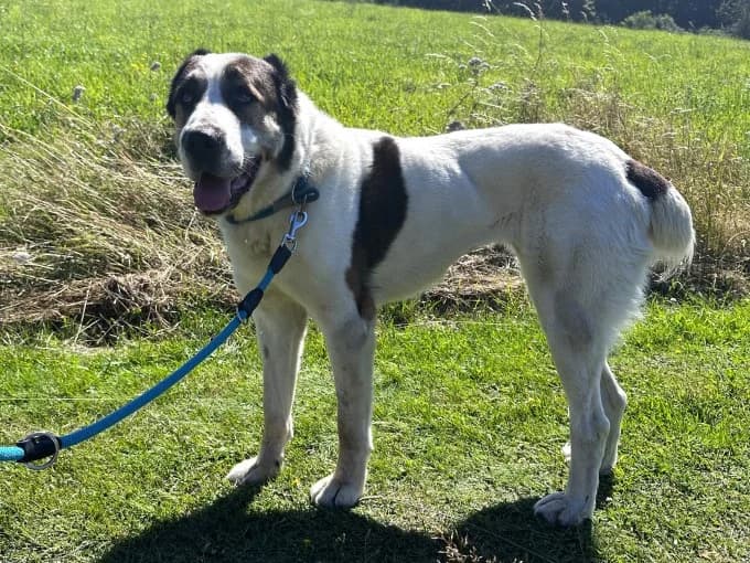Smilla,  mixed breed for adoption at Eifelhof Frankenau (BMT) — photo 4 of 7