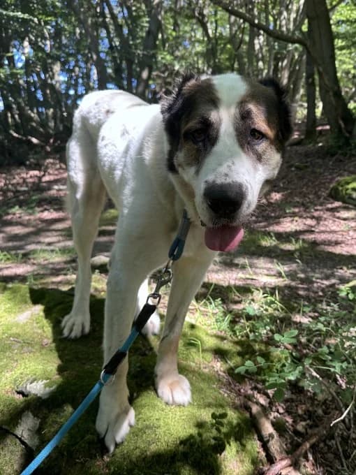 Smilla,  mixed breed for adoption at Eifelhof Frankenau (BMT) — photo 6 of 7