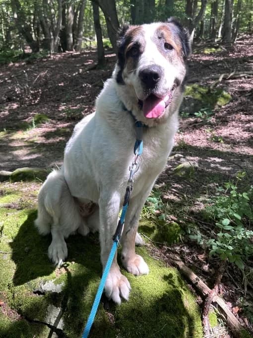 Smilla,  mixed breed for adoption at Eifelhof Frankenau (BMT) — photo 7 of 7