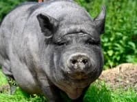 Tina,  Mixed Breed for adoption at Eifelhof Frankenau (BMT)