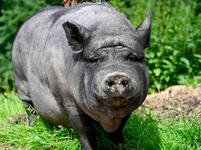 Tina,  Mixed Breed for adoption at Eifelhof Frankenau (BMT) — photo 2 of 5