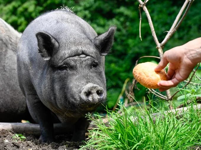 Tina,  Mixed Breed for adoption at Eifelhof Frankenau (BMT) — photo 3 of 5