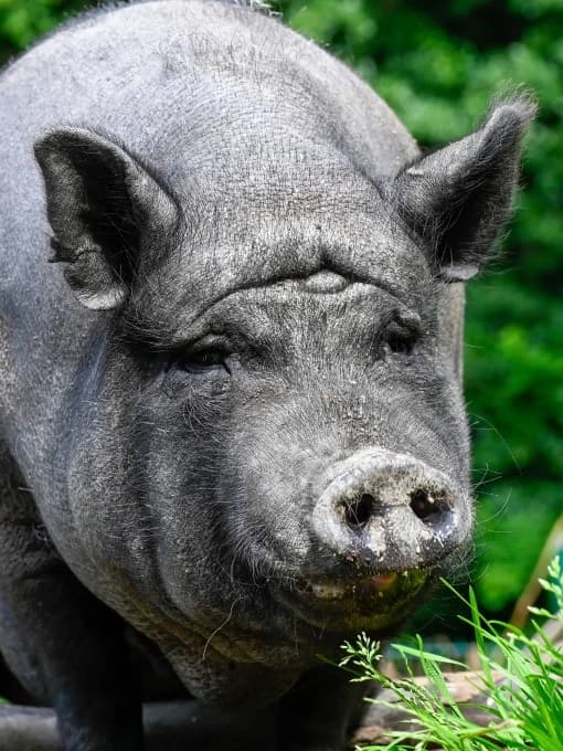 Tina,  Mixed Breed for adoption at Eifelhof Frankenau (BMT) — photo 4 of 5