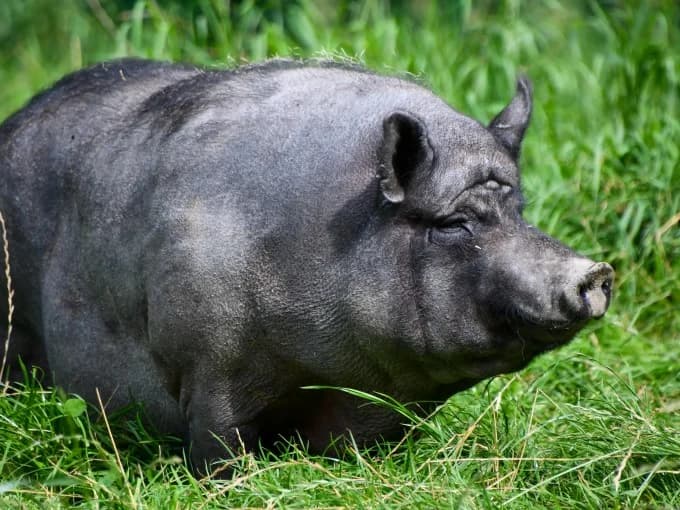Tina,  Mixed Breed for adoption at Eifelhof Frankenau (BMT) — photo 5 of 5