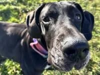 Tony, male mixed breed for adoption at Eifelhof Frankenau (BMT)