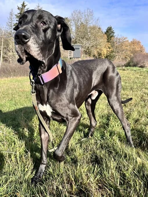 Tony, male mixed breed for adoption at Eifelhof Frankenau (BMT) — photo 2 of 5