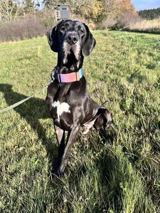 Tony, male mixed breed for adoption at Eifelhof Frankenau (BMT) — photo 3 of 5