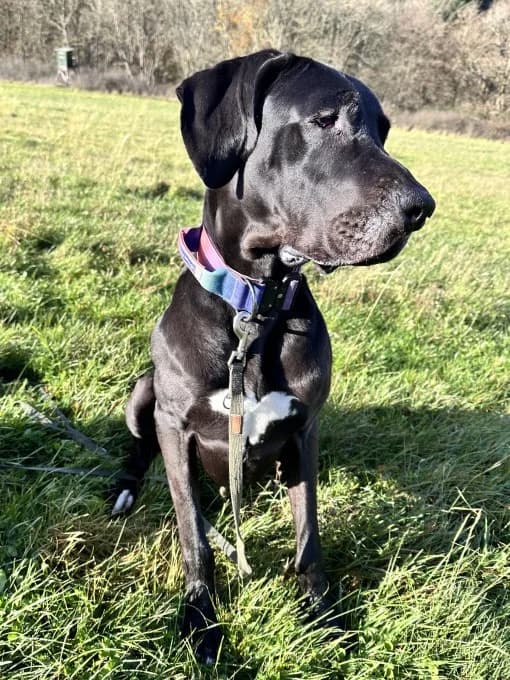 Tony, male mixed breed for adoption at Eifelhof Frankenau (BMT) — photo 4 of 5