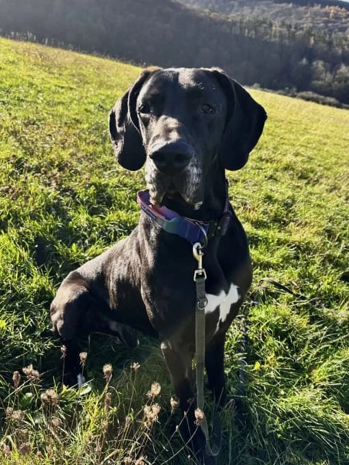 Tony, male mixed breed for adoption at Eifelhof Frankenau (BMT) — photo 5 of 5