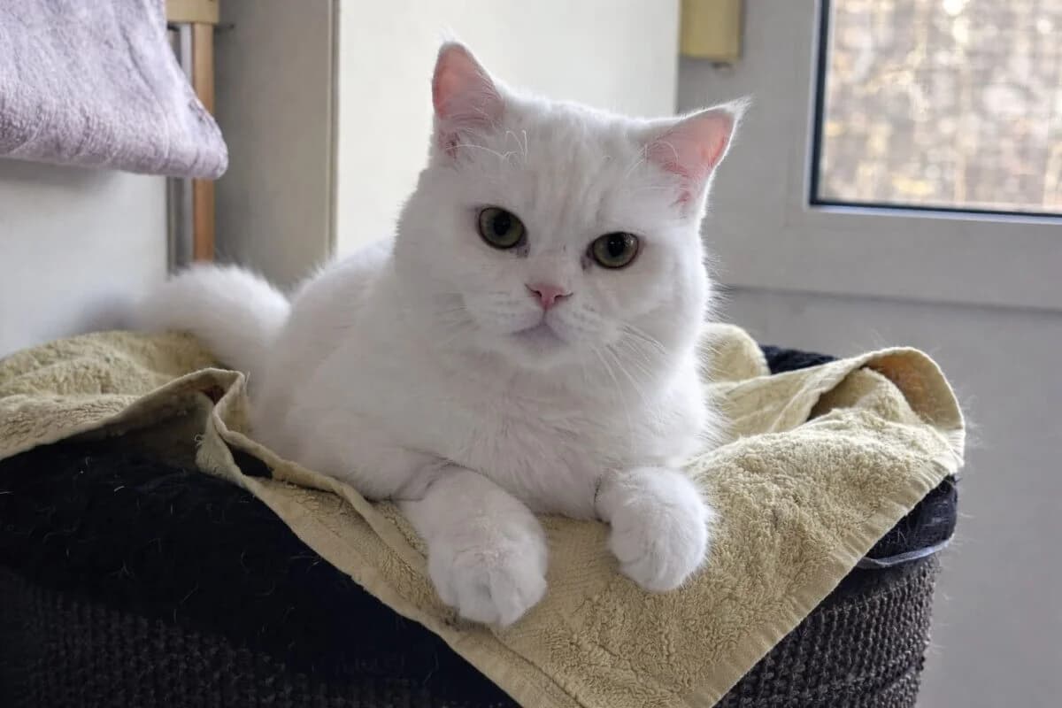 Elsa, female Mixed Breed for adoption at Tierrechtsorganisation Einhorn e.V.